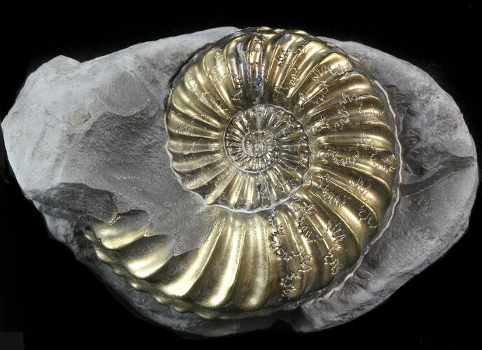 Pyritized Pleuroceras Ammonite - Germany #42750
